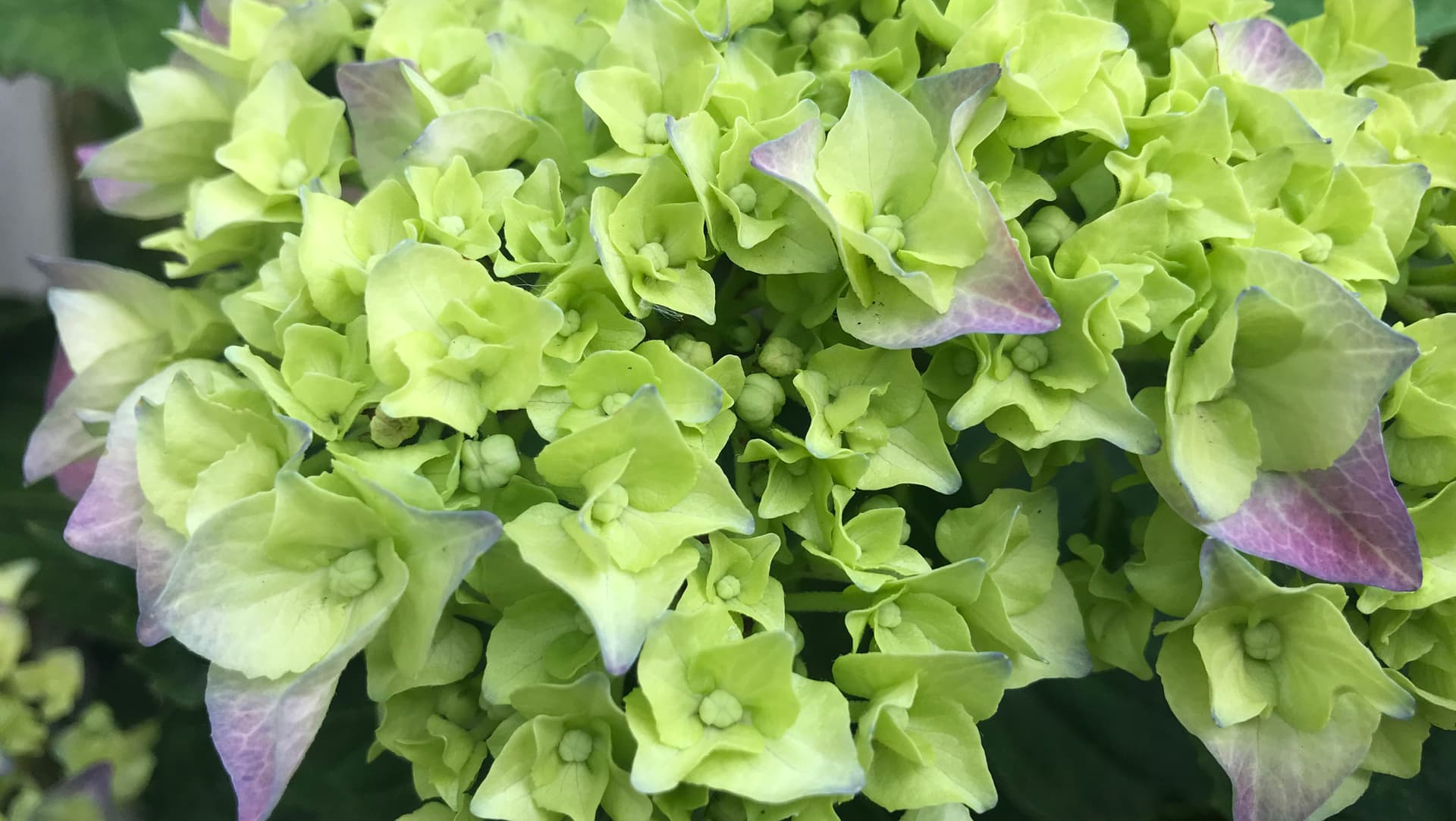 Bloom