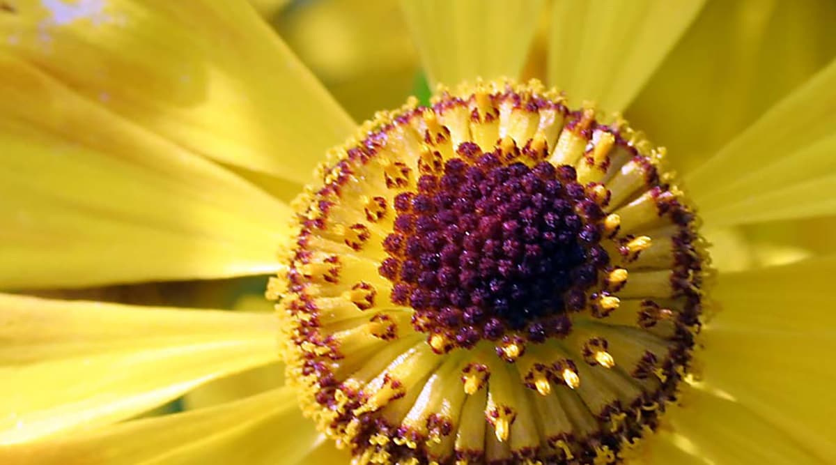 Heart of the flower