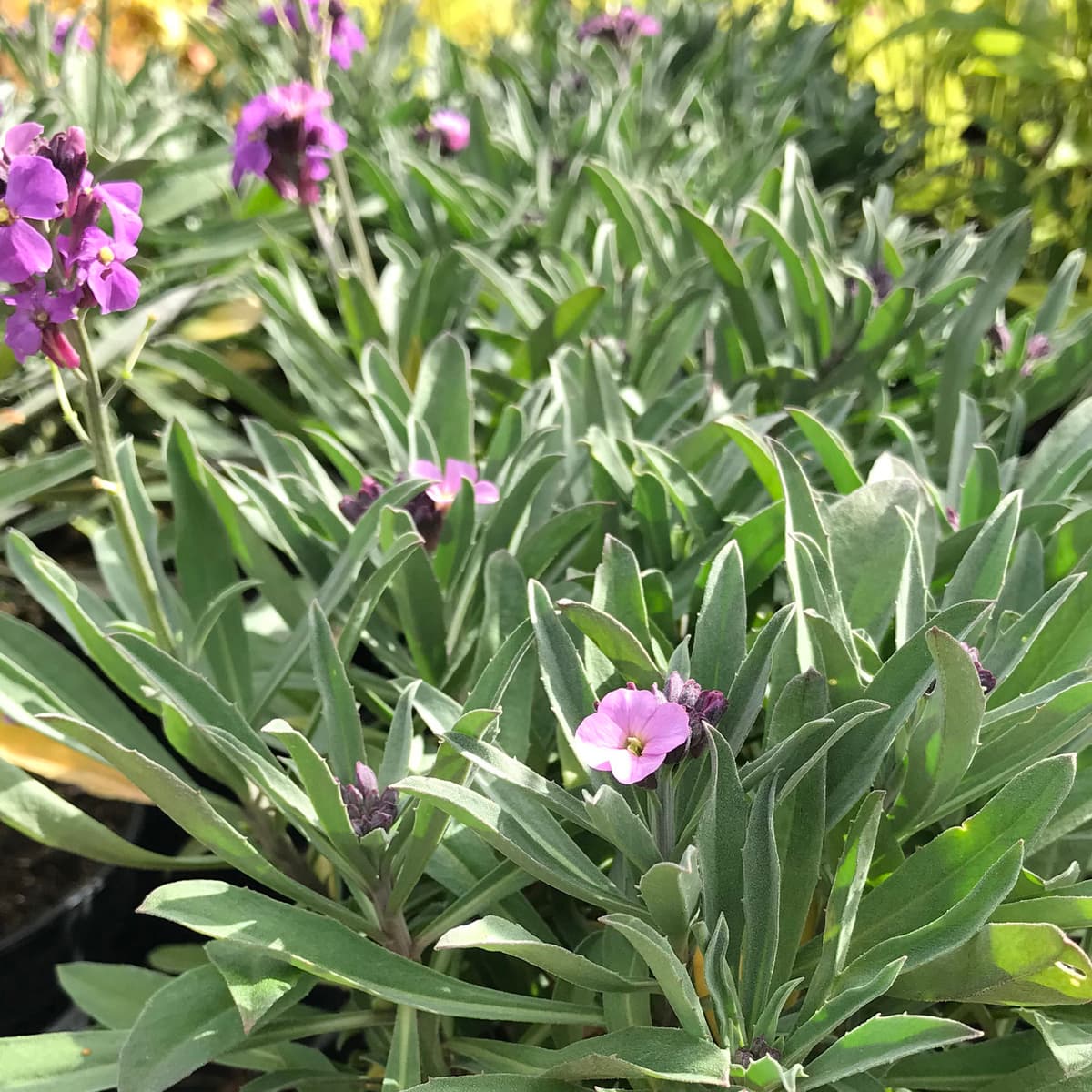 Erysimum Bowles's Mauve