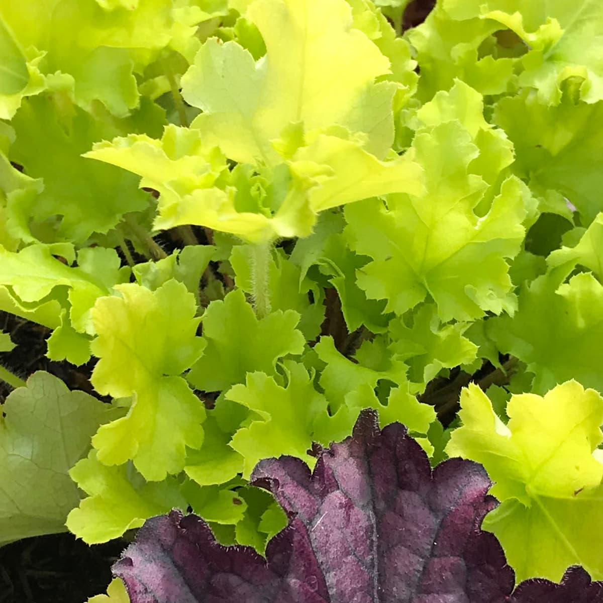 Heuchera Lime Marmalade