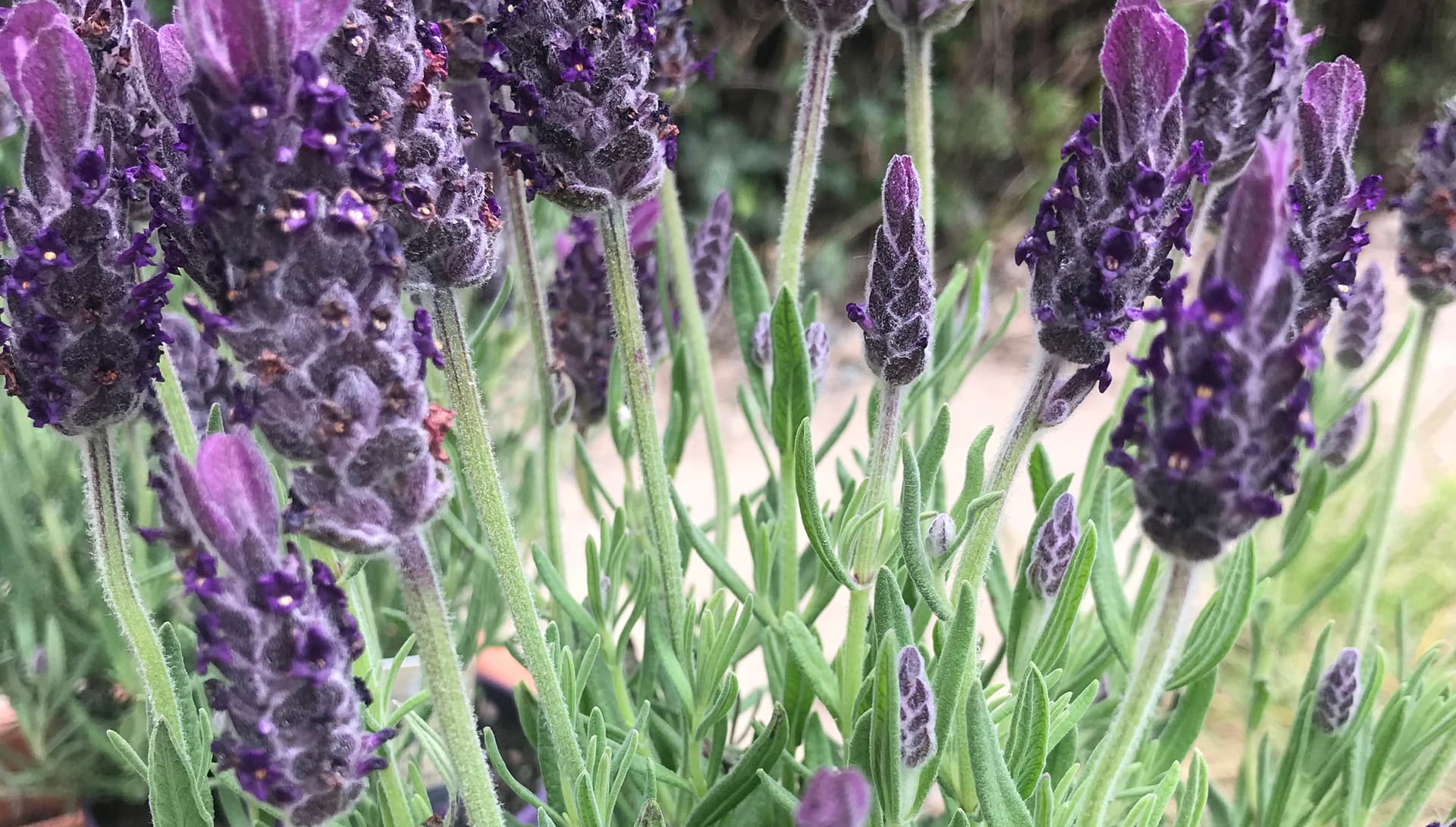 Lavandula stoechas