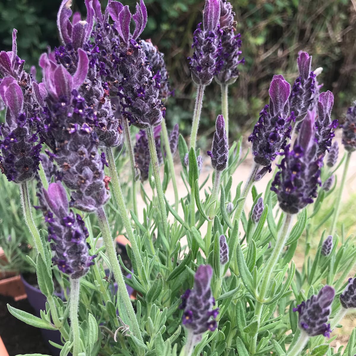 Lavandula stoechas