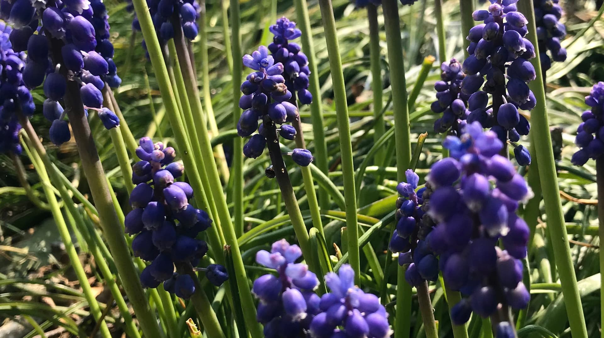 Muscari armenicum