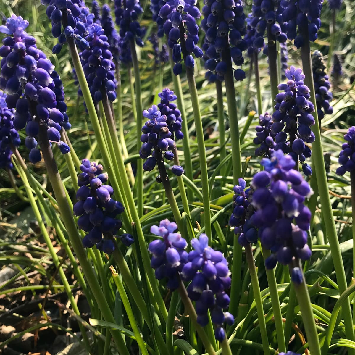 Muscari armenicum