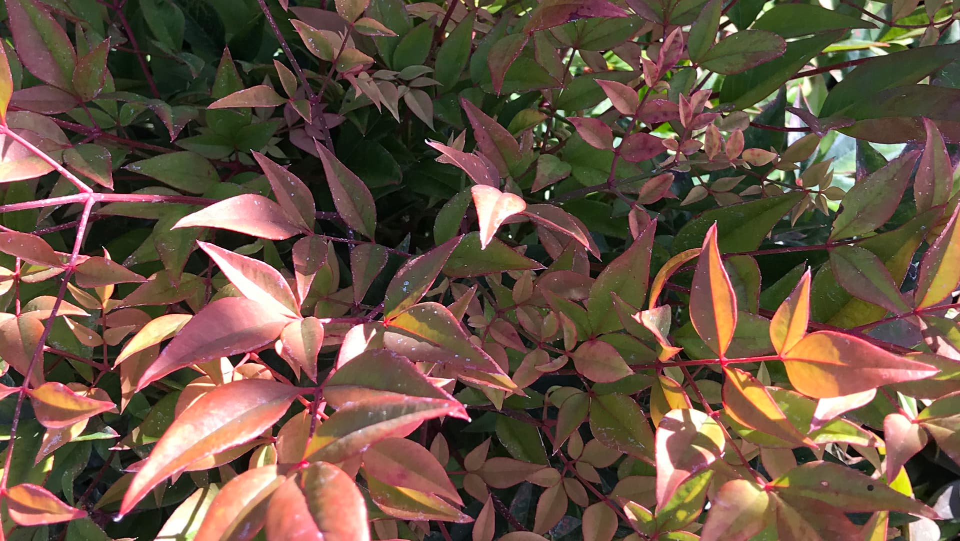 Nandina Gulf Streem