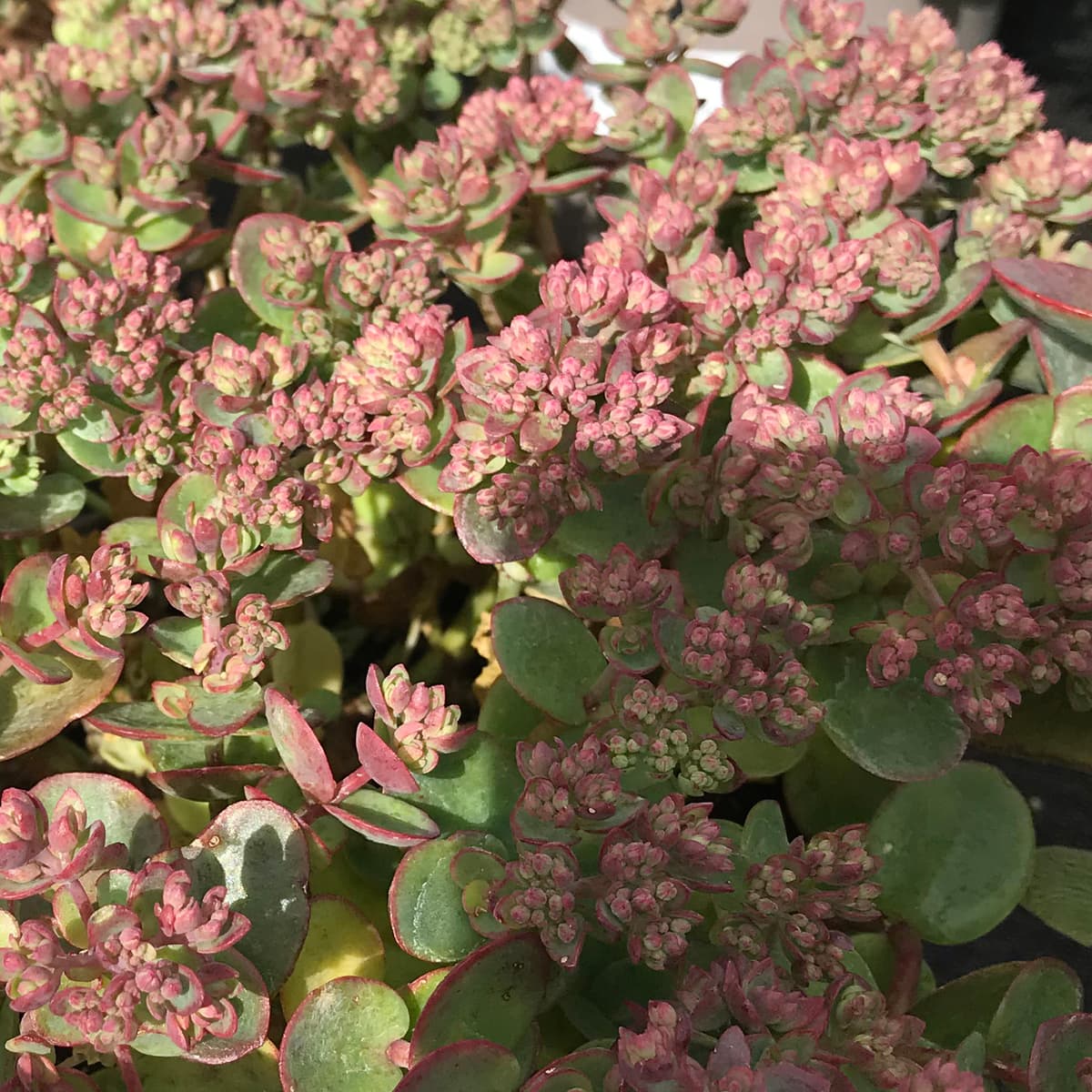 Sedum Lime Zinger